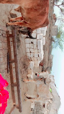 થંબનેલ 3