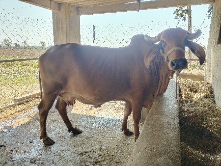 વેચવાની છે