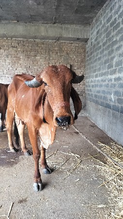 થંબનેલ 3