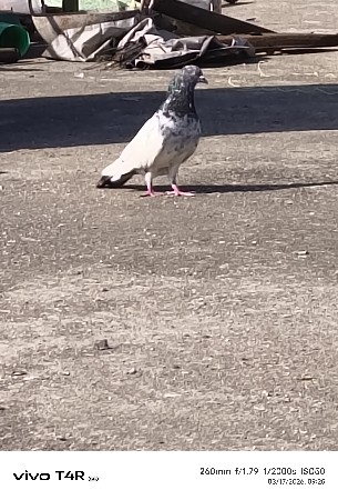 थंबनेल 3