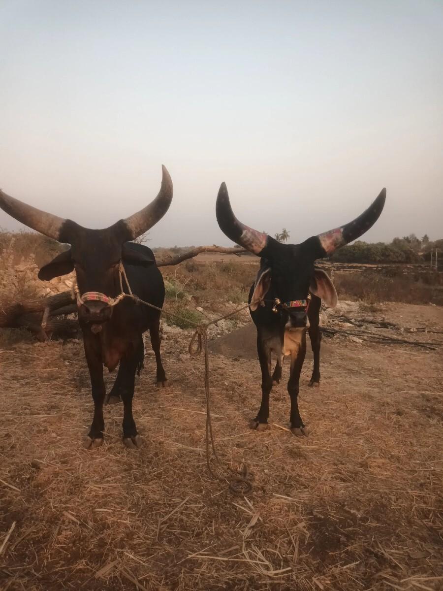 જાબાસોલીટછે