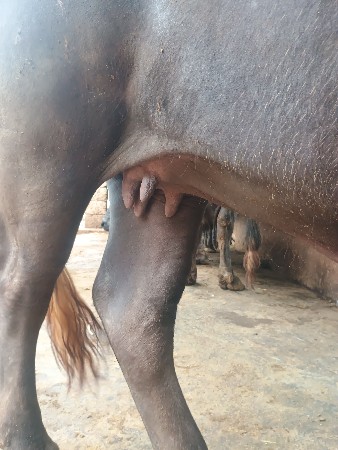 ભેંસ વેચવાની છે