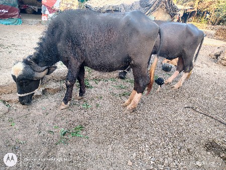 थंबनेल 2