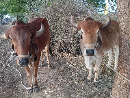 थंबनेल 2