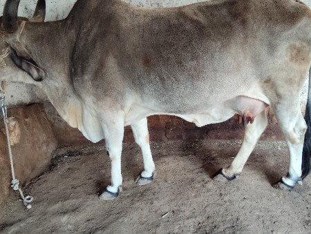 ત્રીજું વેતર