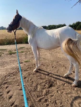 લાલ મુંડી ઘોડી