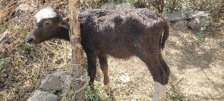 થંબનેલ 3