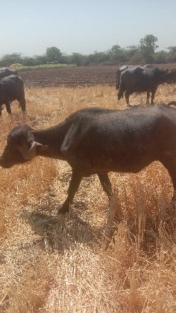 થંબનેલ 3