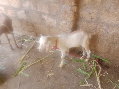 તન બકરી વેચવાની છે