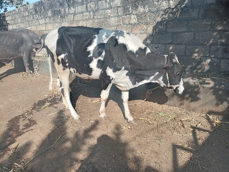 hf વાષડી વેચવા ની છે