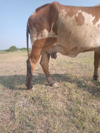 થંબનેલ 2