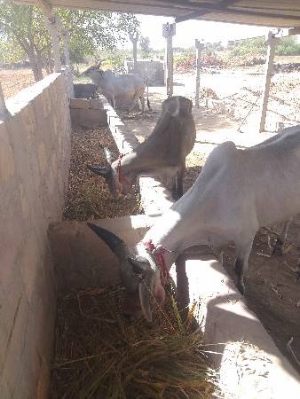 આ ગોટલા વેચવાના છે