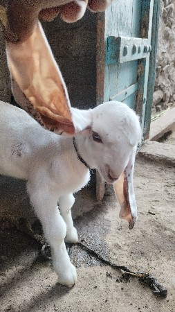 હૈદરાબાદી બકરીની બચી ફીમેલ