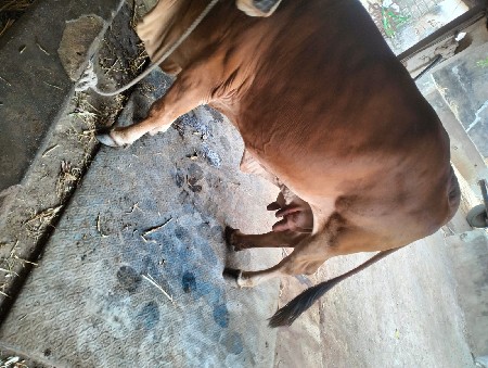 થંબનેલ 2