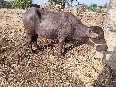 थंबनेल 2