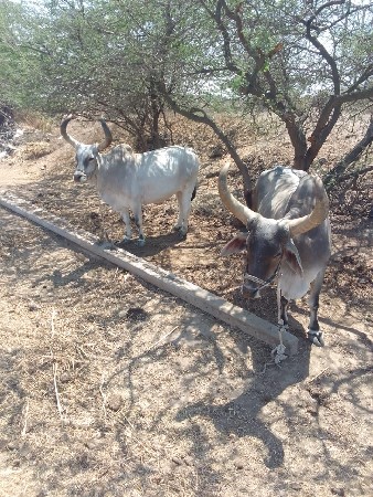 थंबनेल 3