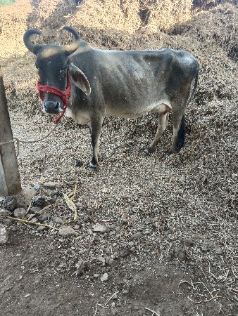 ગાય વેચવાની છે