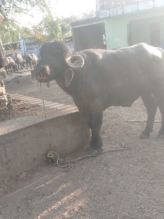 थंबनेल 3