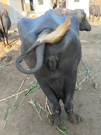 અઢી મહિના ની વયાણલ છે