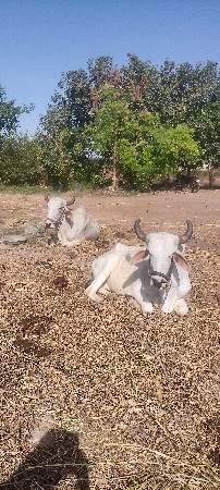 આ ગોધલાનું સાટું કરવાનું છે