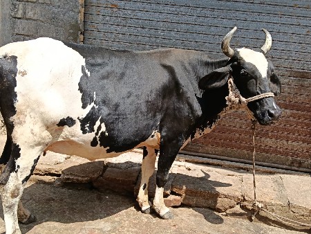 એચ એફ ક્રોસ વેચવાની છે