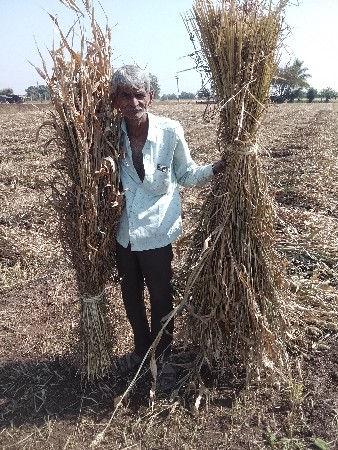 જુવાર ની નીરણ વેચવાની છે