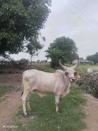 વાછરડા વેચવાનો છે