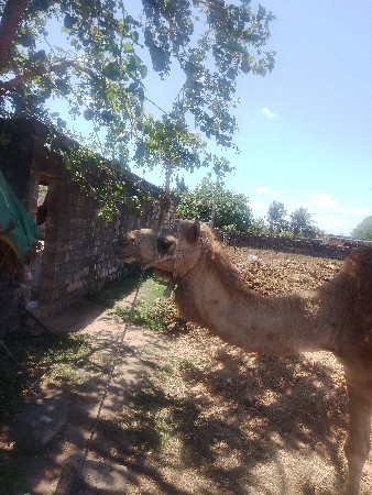 થંબનેલ 2