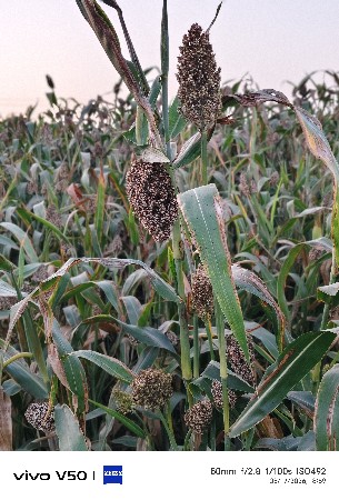 Desi juvar nu biyaran mithu