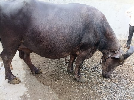 थंबनेल 3