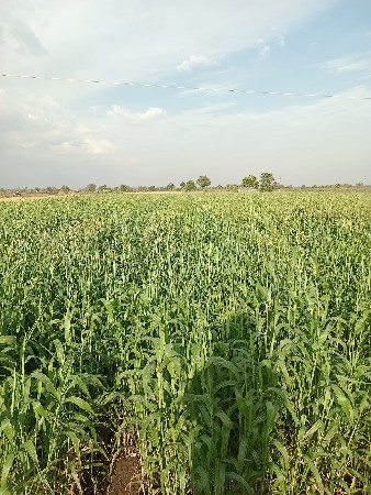 લીલી જાઈર વેચ વાની છે