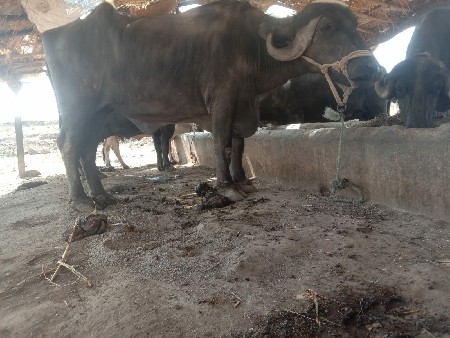 थंबनेल 3