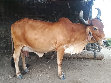 ગાય વેસવાની છે
