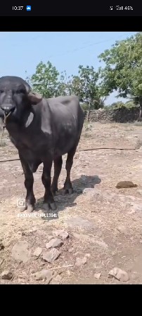 थंबनेल 2