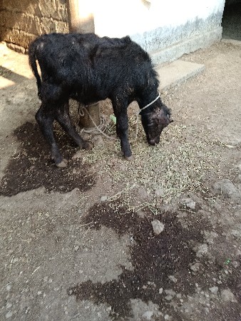 थंबनेल 3