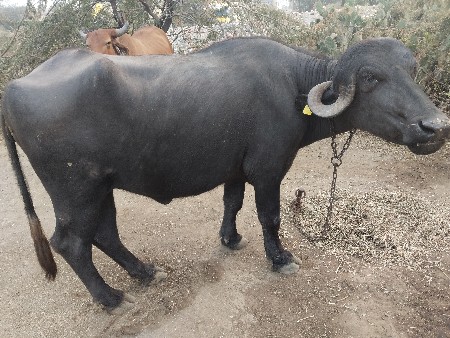 ભેંસ દૂધ માટે ગાભણી જોય છે