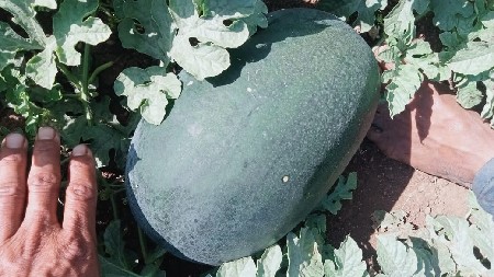 થંબનેલ 3