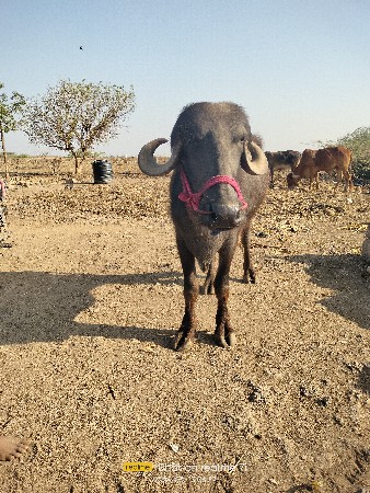 थंबनेल 2