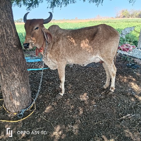 હોડકી વેચવાની છે 2 છે સોજીછેબેય