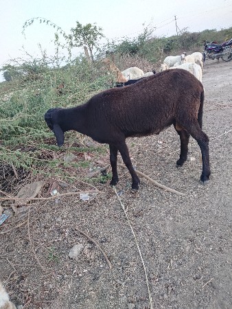 थंबनेल 3