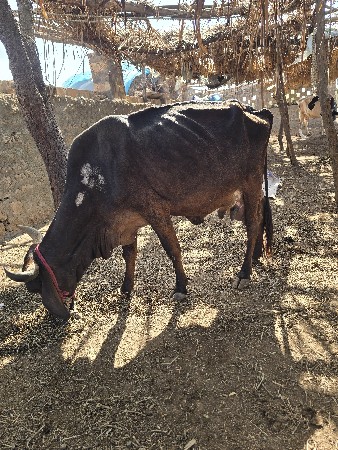 જર્સી ગાય વેચવાની છે ત્રીજું વેત