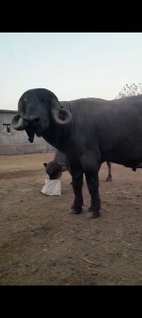 9723197610 ફોન કરો