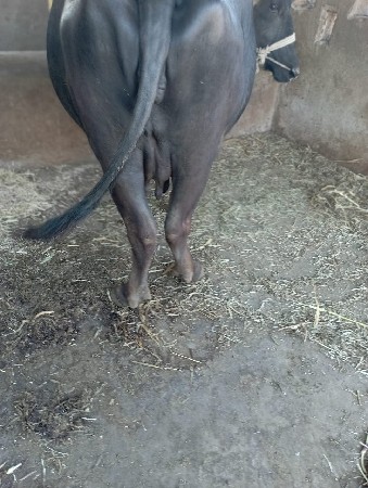 ભસેબીજુવેતરવાર12