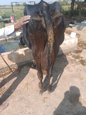 જરસી ગાય hf