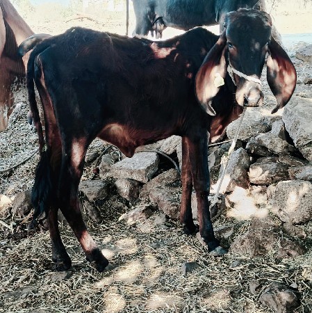 थंबनेल 3