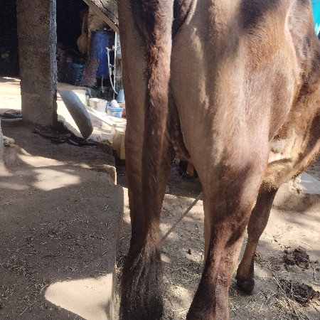 વાચડી વેચવાની છે