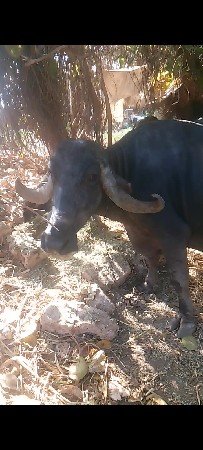 આ ભેંસ વેચવાની છે