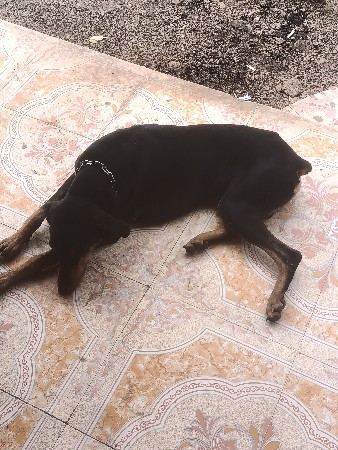 dobar men mel vechavano se