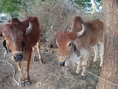 બળદ વેચવાના છે દેશી બળદ છે