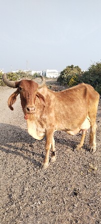 ગાય વેચવાની છે